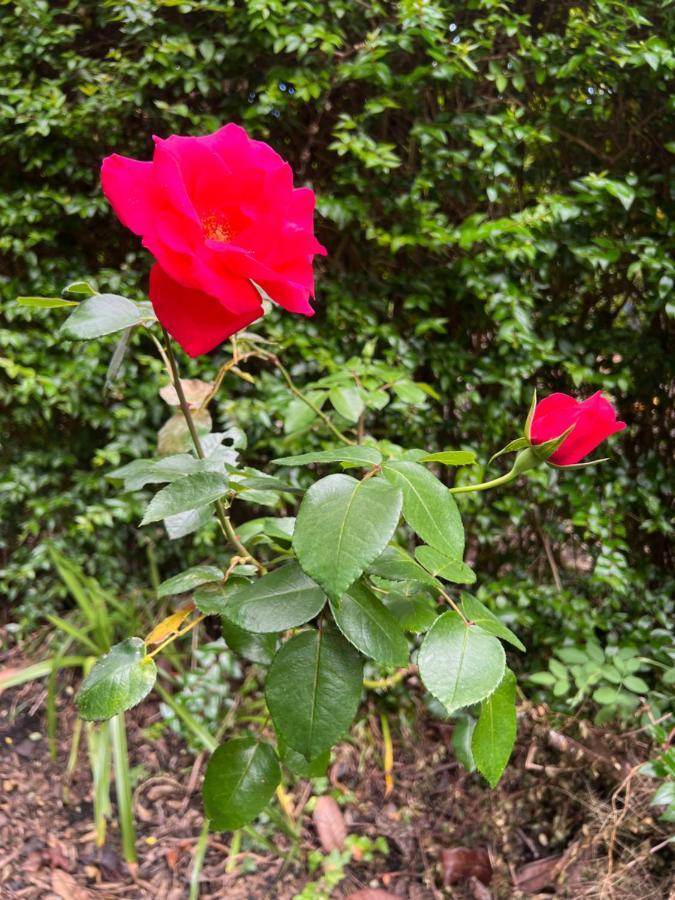 Rosa Do Canto Monte  Esterno foto